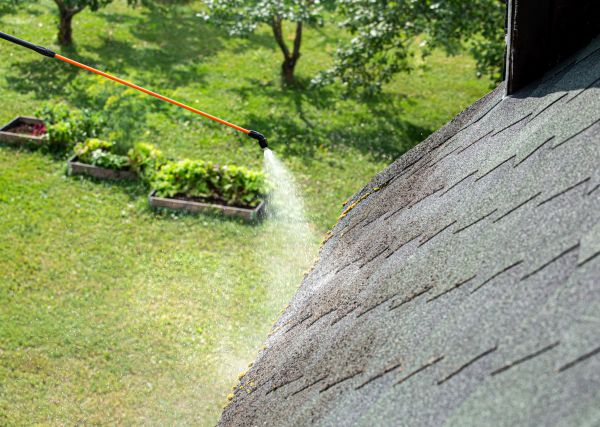 Roof Fungus Removal Service